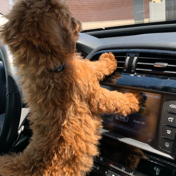 Meet your Posher, Keren - Picture 4 of 4